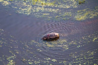 Single hippopatamus (Hippopatamus amphibius) with injury in water, aerial view, Okavango Delta,