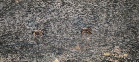 Striped Gnu (Connochaetes taurinus) in dry landscape, aerial view, Okavango Delta, Botswana