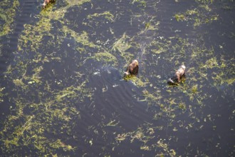 Kaffir buffalo (Syncerus caffer caffer), Two animals drinking in the river, aerial view, Okavango