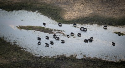 Kaffir buffalo (Syncerus caffer caffer), flock drinking in the river, aerial view, Okavango Delta,