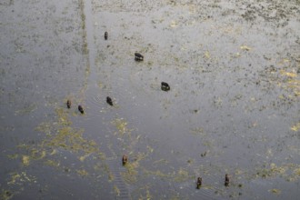 Kaffir buffalo (Syncerus caffer caffer), flock in river, aerial view, Okavango Delta, Botswana