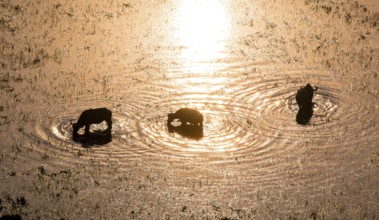 Kaffir buffalo (Syncerus caffer caffer), sunrise, drinking in the river, aerial view, Okavango