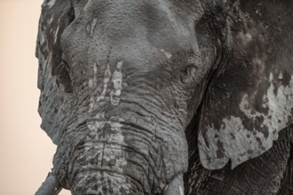 Animal Portrait, Dramatic African Elephant (Loxodonta africana), at a waterhole, Nxai Pan National