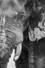 Animal Portrait, Dramatic African Elephant (Loxodonta africana), at a waterhole, Nxai Pan National