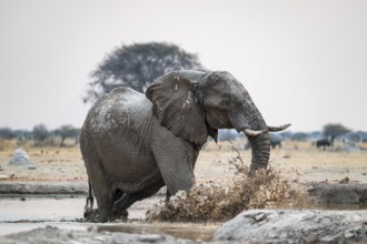 African elephant (Loxodonta africana) running through water at the waterhole, Nxai Pan National
