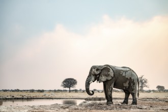 Dramatic African elephant (Loxodonta africana), at waterhole, Nxai Pan National Park, Botswana