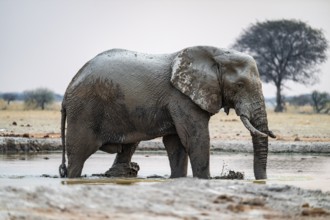 African elephant (Loxodonta africana) bathing in waterhole, Nxai Pan National Park, Botswana