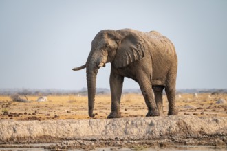 African elephant (Loxodonta africana), at the waterhole, Nxai Pan National Park, Botswana