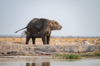 Male, African elephant (Loxodonta africana), mud bath at waterhole, Nxai Pan National Park,