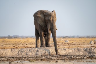 African elephant (Loxodonta africana) drinking at waterhole, Nxai Pan National Park, Botswana