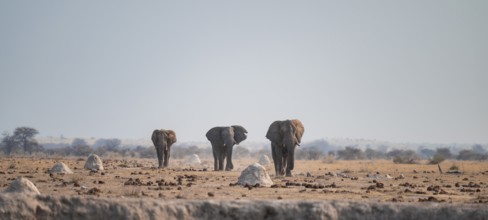 Three African elephants (Loxodonta africana) walk across steppe, coming towards us, Nxai Pan