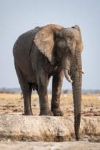 Male, African elephant (Loxodonta africana), drinking at waterhole, Nxai Pan National Park,