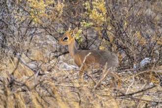 Kirk's Dik-dik (Madoqua kirkii), adult animal in the undergrowth, Etosha National Park, Namibia