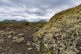 Lava field covered with lichens, Parque Natural de Los Volcanes, near Masdache, Lanzarote, Canary
