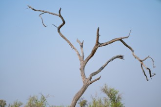 Dry tree, branches rising into the sky, Botswana