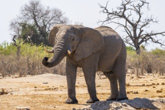 African elephant (Loxodonta africana) sticks trunk into the air, Savuti, Chobe National Park