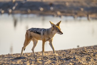 Black-backed jackal (Lupulella mesomelas) at the waterhole, Savuti, Chobe National Park, Botswana