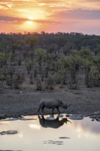 Sunset, black rhinoceros (Diceros bicornis) at Halali waterhole, Etosha National Park, Namibia