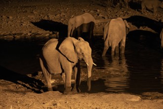 Night view, African elephant (Loxodonta africana), at Halali waterhole, Etosha National Park,