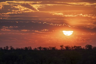 Impressive sunset over the African savanna, silhouette of the horizon with trees in front of the