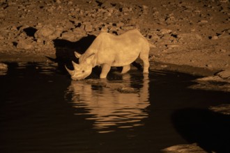 Night view of black rhinoceros (Diceros bicornis) at Halali waterhole, Etosha National Park,