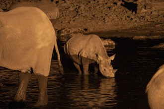 Night view of black rhinoceros (Diceros bicornis) and African elephant at Halali waterhole, Etosha
