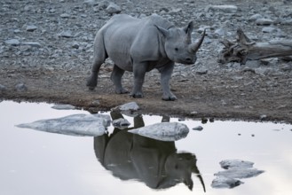 Black rhinoceros (Diceros bicornis) at Halali Waterhole, Etosha National Park, Namibia