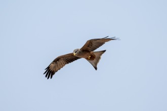 Bird in flight, black kite (Milvus migrans), Nxai Pan National Park, Botswana