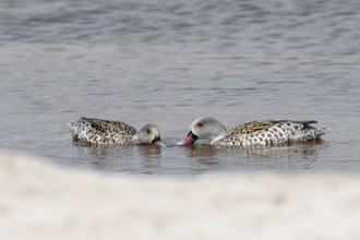 Pale duck (Anas capensis), Nxai Pan National Park, Botswana