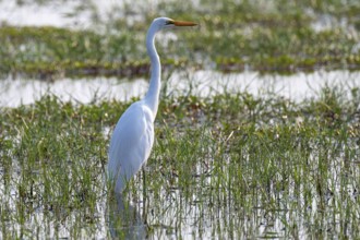 Great Egret (Arena alba), Botswana