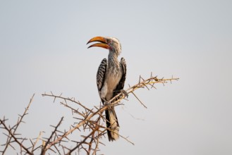 Yellow-billed toko (Tockus leucomelas) on branch, Nxai Pan National Park, Botswana