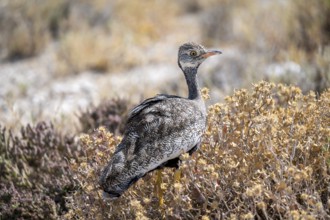 Northern Black Korhaan (Afrotis afraoides), or cackling bustard (Eupodotis afra), female, Etosha