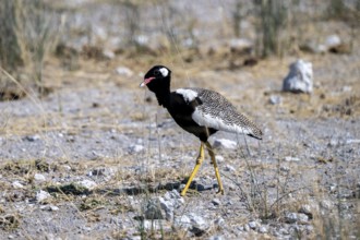 Northern Black Korhaan (Afrotis afraoides), or cackling bustard (Eupodotis afra), male, Etosha
