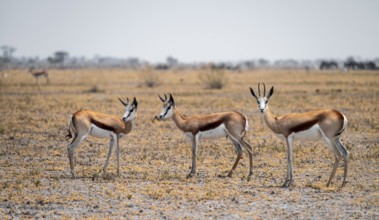 Springboks (Antidorcas marsupialis), Nxai Pan National Park, Botswana