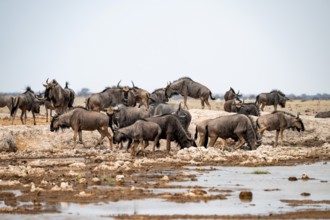 Striped Gnu (Connochaetes taurinus), flock drinking at waterhole, Nxai Pan National Park, Botswana