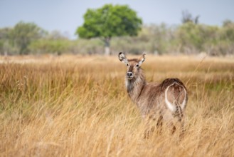Elliptical waterbuck (Kobus ellipsiprymnus), in tall dry grass, Okavango Delta, Moremi Game