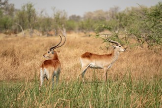 Letschwe or litchi bog antelope (Kobus leche), adult male, in tall dry grass, Okavango Delta,