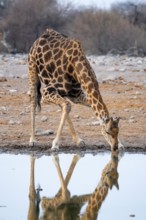Angola giraffe (Giraffa giraffa angolensis), giraffe at a waterhole, Etosha National Park, Namibia
