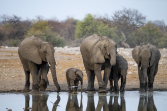 African elephant (Loxodonta africana) drinking at a watering hole, Etosha National Park, Namibia