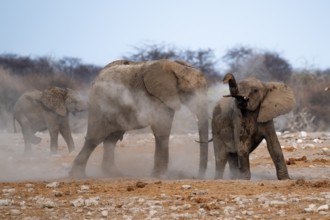 African elephant (Loxodonta africana), taking a mud bath and dusting, Etosha National Park, Namibia