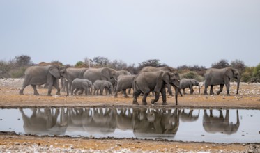 Herd of animals, animal family, African elephant (Loxodonta africana), drinking at a waterhole,