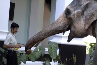 Young man feeding elephant bananas, Peermade, Kerala, India