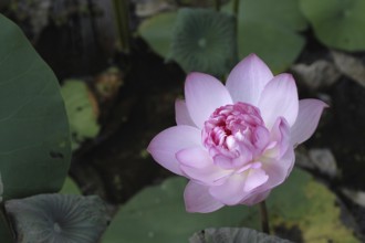 Lotus flower in pink, Vembanad Lake, Kerala, South India, India