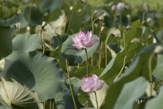 Pink lotus flowers, Vembanad Lake, Kerala, South India, India