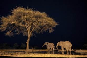 Waterhole at night, African elephants drinking, night view, Kasane, Botswana