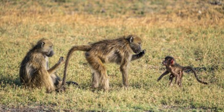 Young animal playing with mother, bear baboons (Papio ursinus), Ihaha, Chobe National Park National