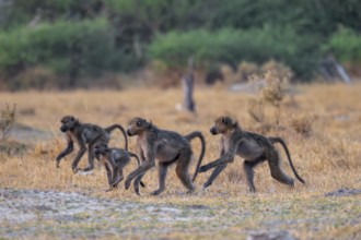 Chacma baboons (Papio ursinus) adults and young animals foraging, Third Bridge, Okavango Delta,