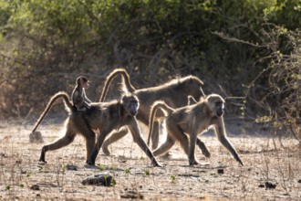 Chacma baboons (Papio ursinus) adults and young animals foraging, Ihaha, Chobe National Park