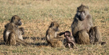Animal family, young playing with mother, bear baboons (Papio ursinus), Ihaha, Chobe National Park