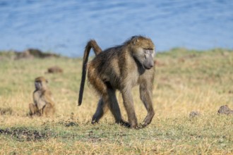Chacma baboon (Papio ursinus), Ihaha, Chobe National Park National Park, Botswana